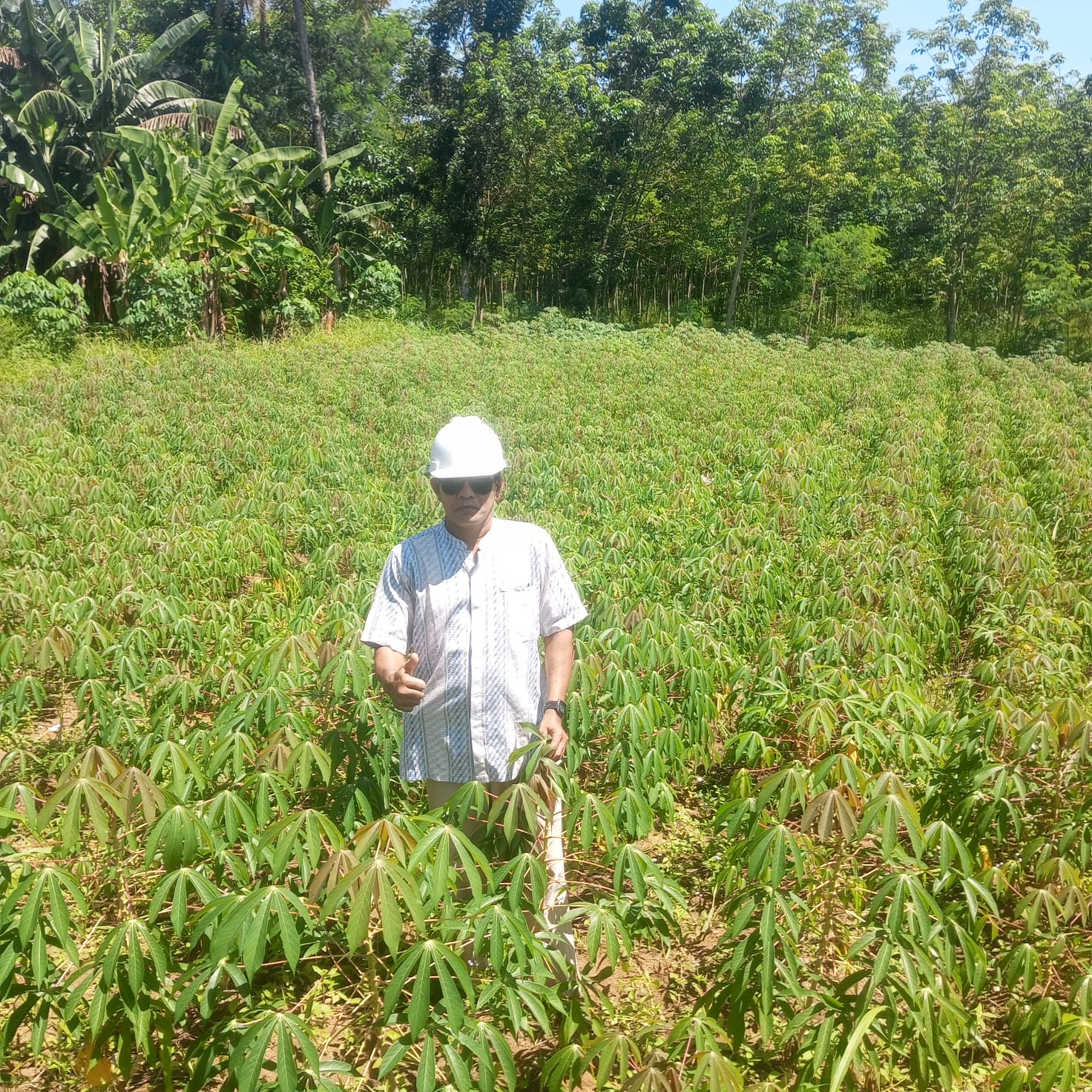 Area Lahan Singkong (HHBK)